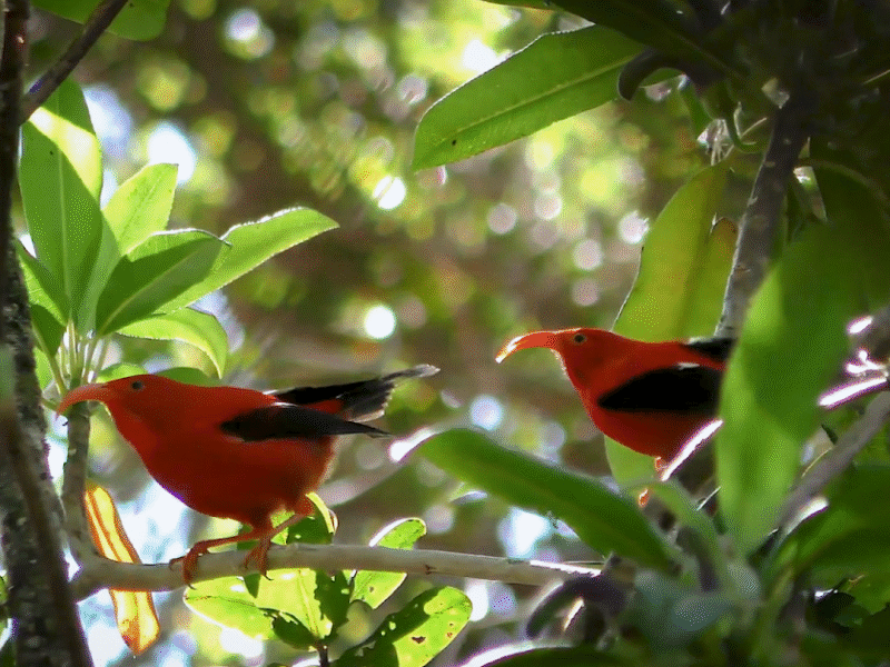 How AI is helping advance the science of bioacoustics to save endangered species