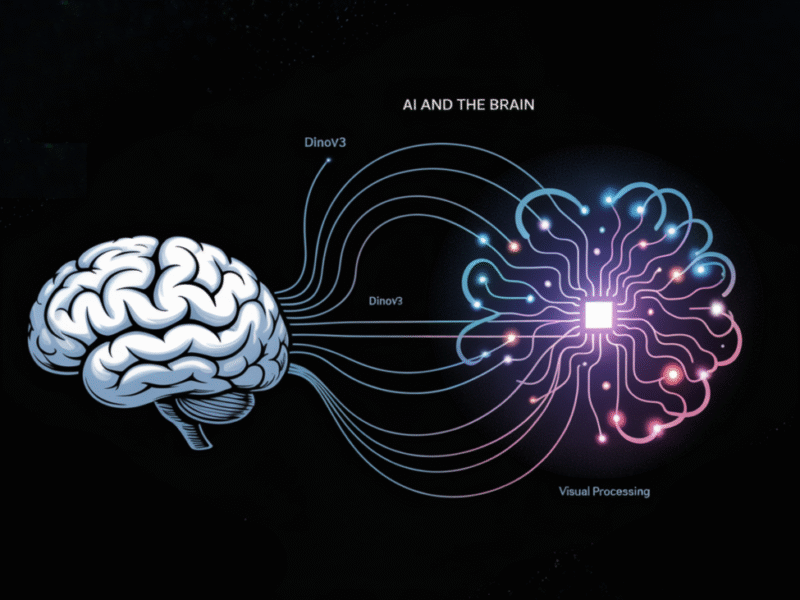 AI and the Brain: How DINOv3 Models Reveal Insights into Human Visual Processing